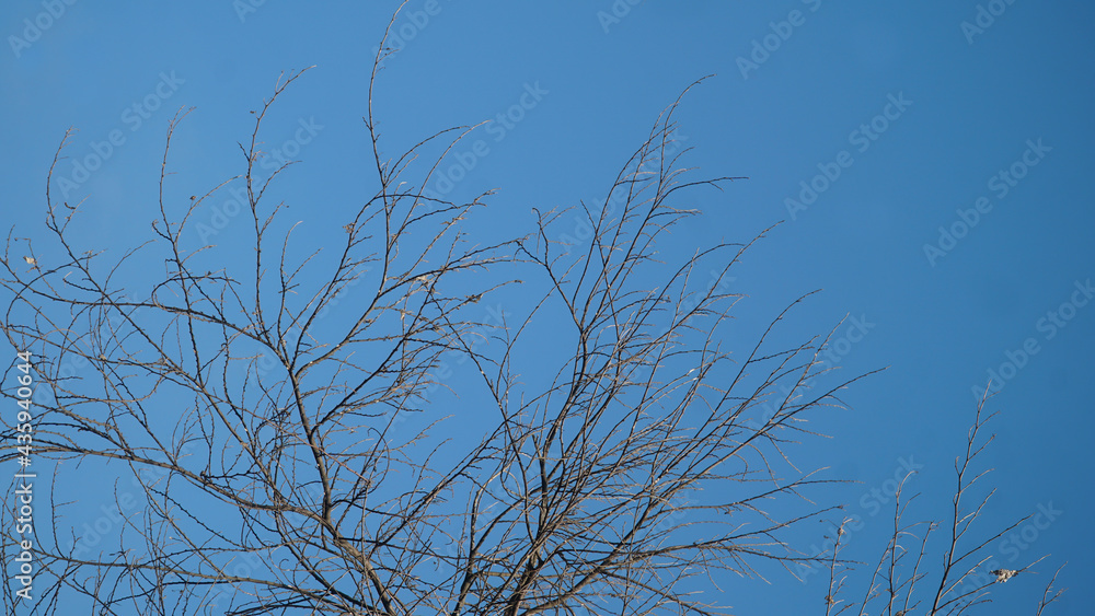 Branches and twigs of trees without leaves. Looks dry with a blue sky background Branches and twigs of trees without leaves. Looks dry with a blue sky background