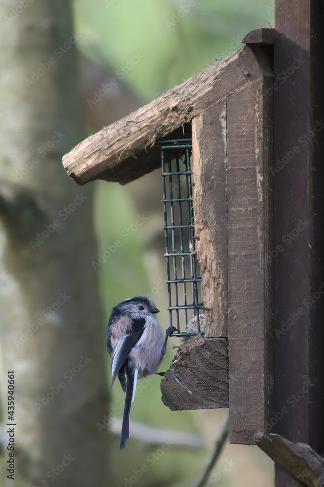 Naklejka premium Long-tailed lamb at the feeder 