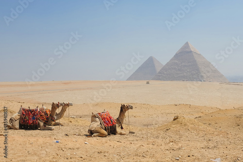 Three camels enjoy the view of Giza Pyramids in Cairo   Egypt