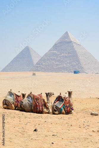 Three camels enjoy the view of Giza Pyramids in Cairo   Egypt