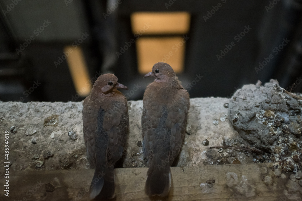 Obraz premium pigeon couple sitting on a window sill in a building elevator shaft