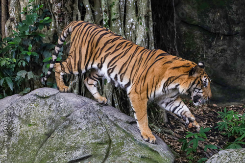 The bengal tiger is wild animal on the rock in forest