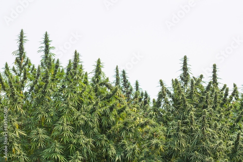 Cannabis plants growing at cannabis farm field. Textured marijuana leaves. Landscape beautiful. Concept of cannabis plantation for medical