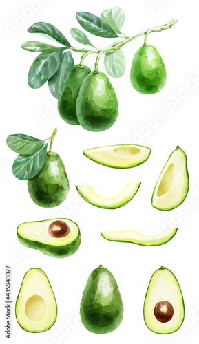 Big watercolor set of avocados. Image with cut fruits, a branch of avocado with leaves. Hand-drawn illustration.