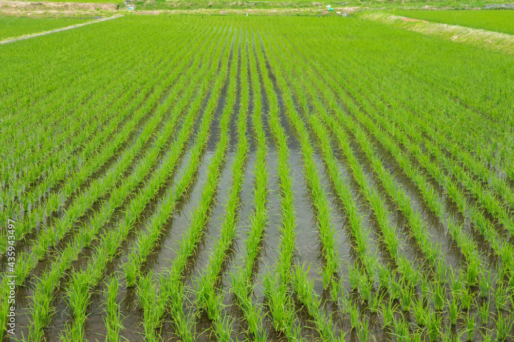 田植え後の水田 田植え後の水田