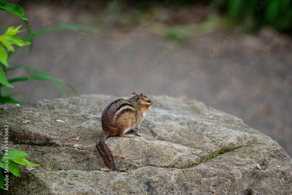Eastern Chipmunk sits on a rock