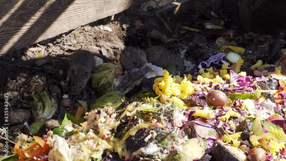 3 baby rats eating compost in compost bin shadow colorful 3 baby rats eating compost in compost bin shadow colorful