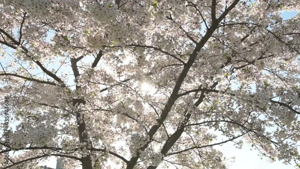 Slow motion view of cherry blossoms on sunny spring morning. Kaunas, Lithuania Slow motion view of cherry blossoms on sunny spring morning. Kaunas, Lithuania