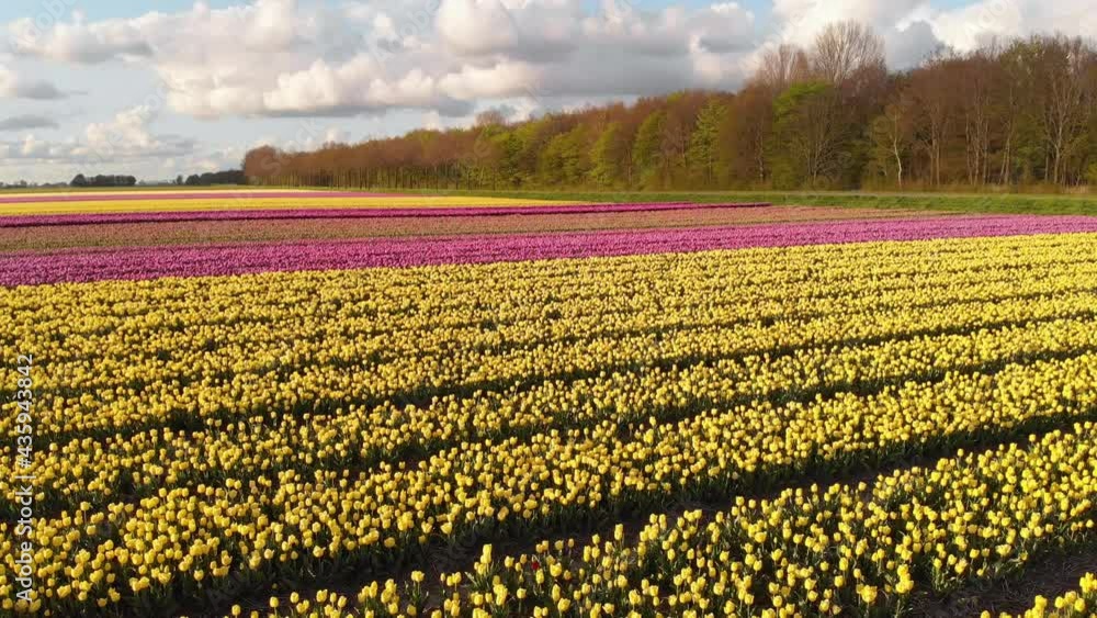 Dutch tulip fields growing in Netherlands countryside, 4k colourful landscape Dutch tulip fields growing in Netherlands countryside, 4k colourful landscape