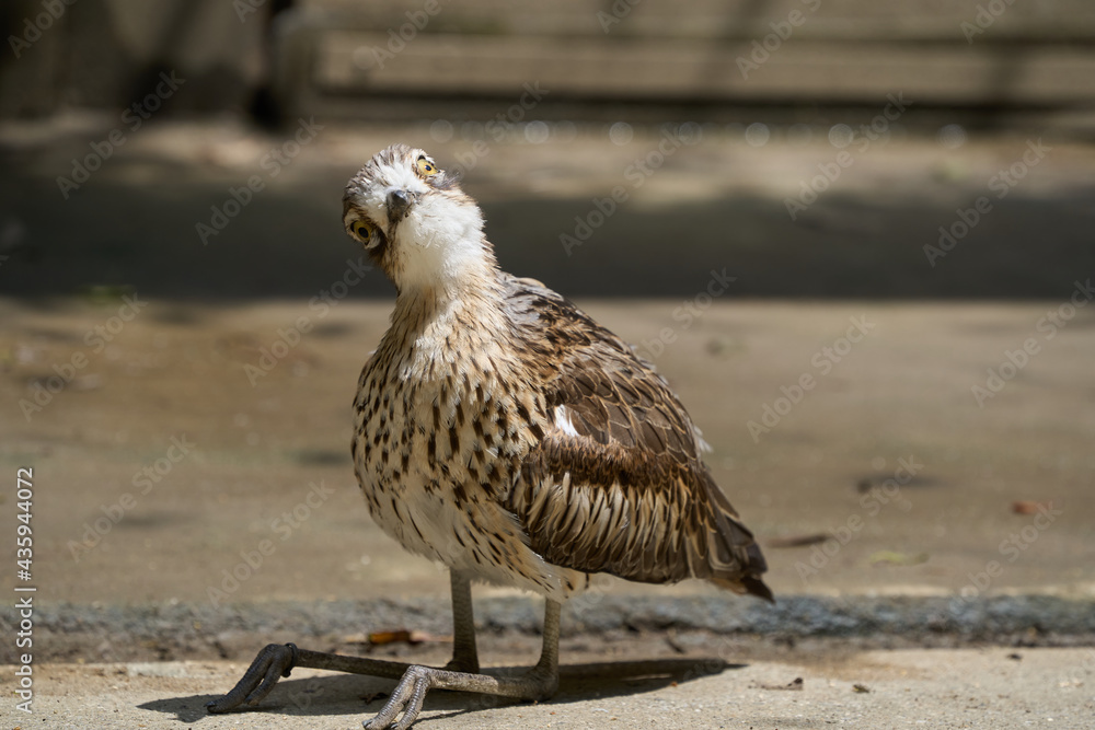 Bush stone-curlew looking at you while sitting and tilting the head Bush stone-curlew looking at you while sitting and tilting the head