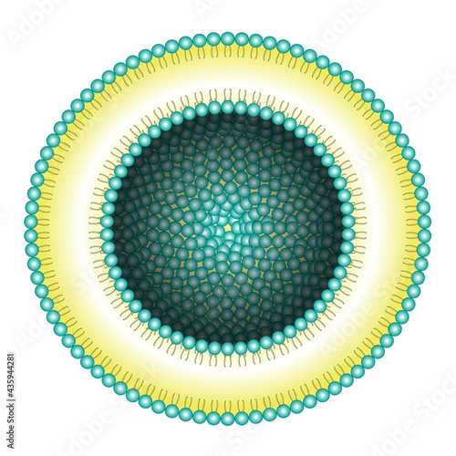 Liposome structure vector illustration