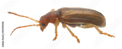 Leaf beetle, Orsodacne cerasi isolated on white background