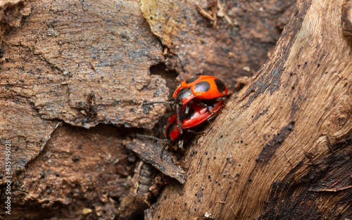 False ladybirds, endomychus coccineus mating on aspen wood photo