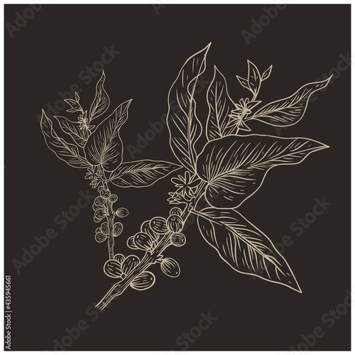natural coffee with lines for background and design elements. Draw a coffee plant pattern for a fabric print. coffee posters, coffee packaging designs.