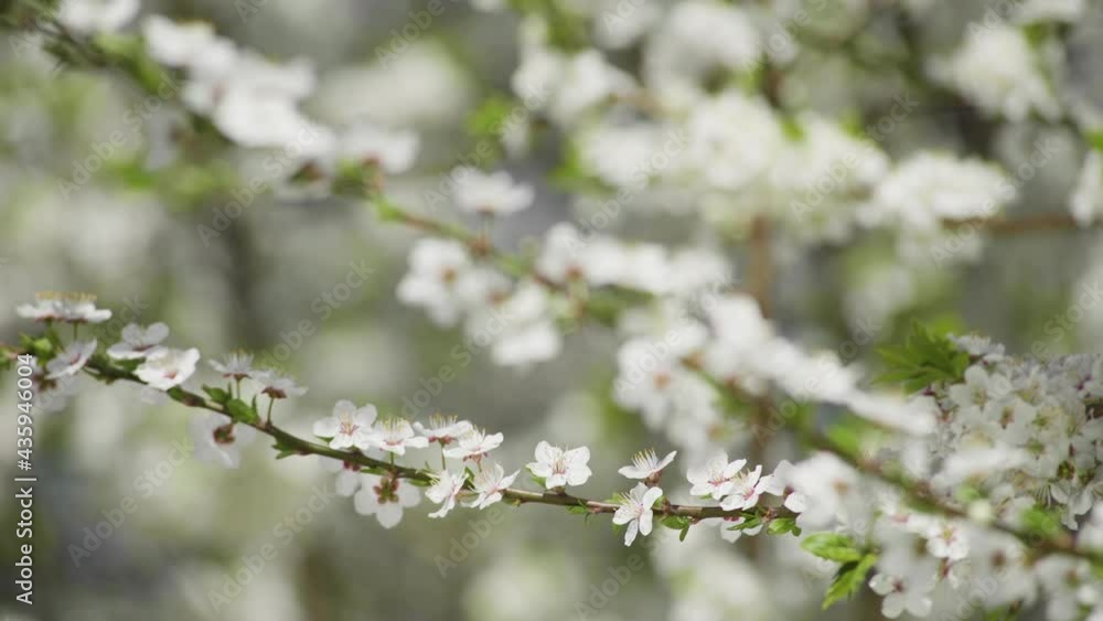 Beautiful plum blossom in spring bloom, closeup of white flower petals Beautiful plum blossom in spring bloom, closeup of white flower petals