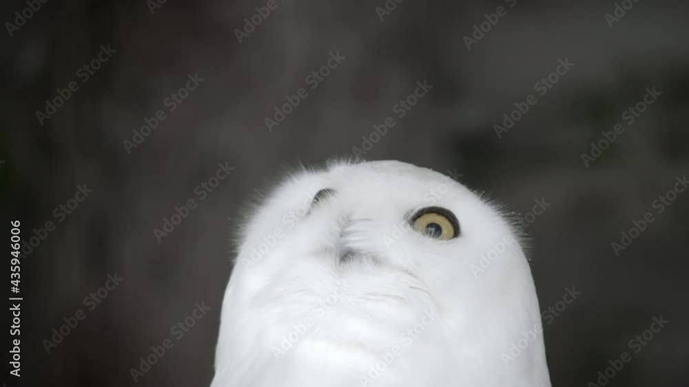 Lockdown Close-Up Of A White Snowy Owl As It Looks Directly Into The Camera, Looks Up, And Turns Its Head To The Side - Erfurt, Germany Lockdown Close-Up Of A White Snowy Owl As It Looks Directly Into The Camera, Looks Up, And Turns Its Head To The Side - Erfurt, Germany