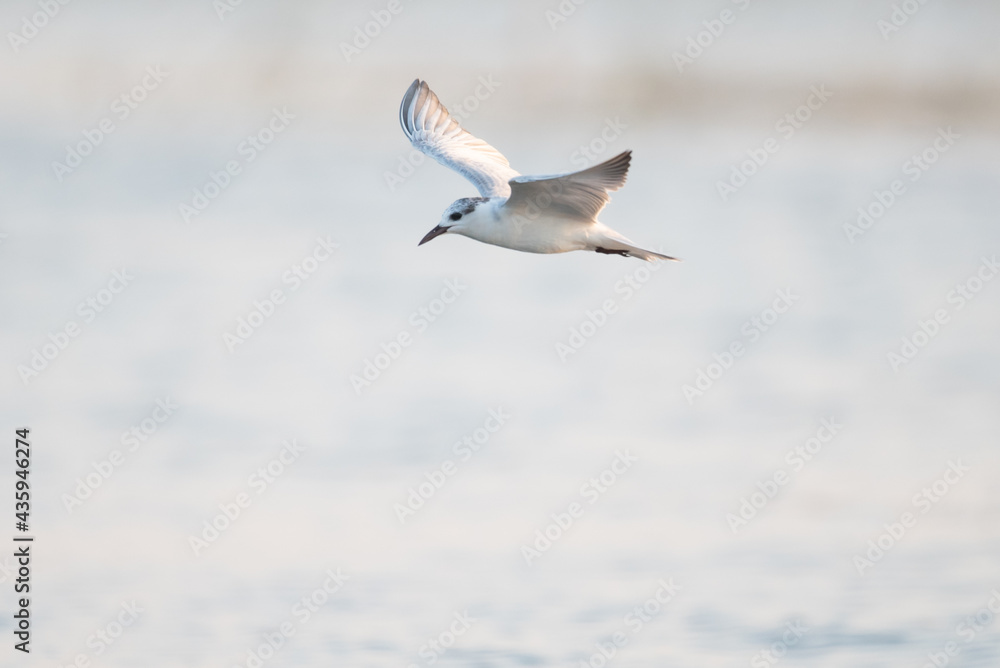 Seagulls are flying for food Seagulls are flying for food