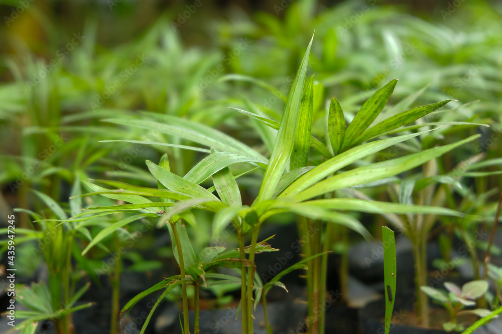 Photo of rattan plants that are still very young being cultivated in plastic polybags Photo of rattan plants that are still very young being cultivated in plastic polybags