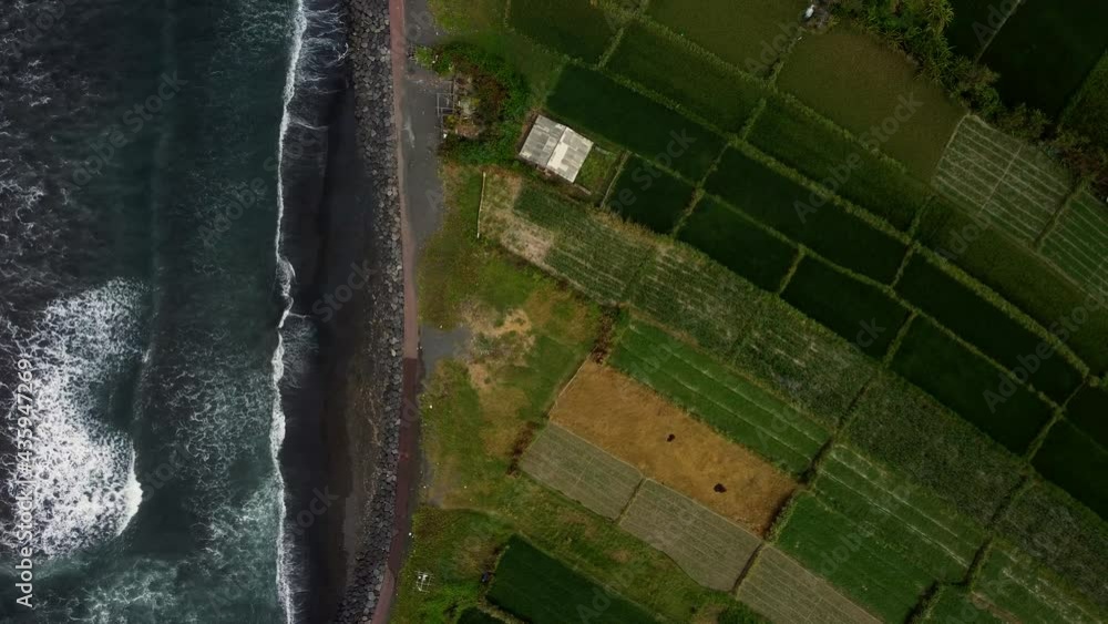 Static top down view on rice fields near ocean and black sand beach near Sanur in Bali Indonesia. High quality 4k birds eye aerial footage Static top down view on rice fields near ocean and black sand beach near Sanur in Bali Indonesia. High quality 4k birds eye aerial footage
