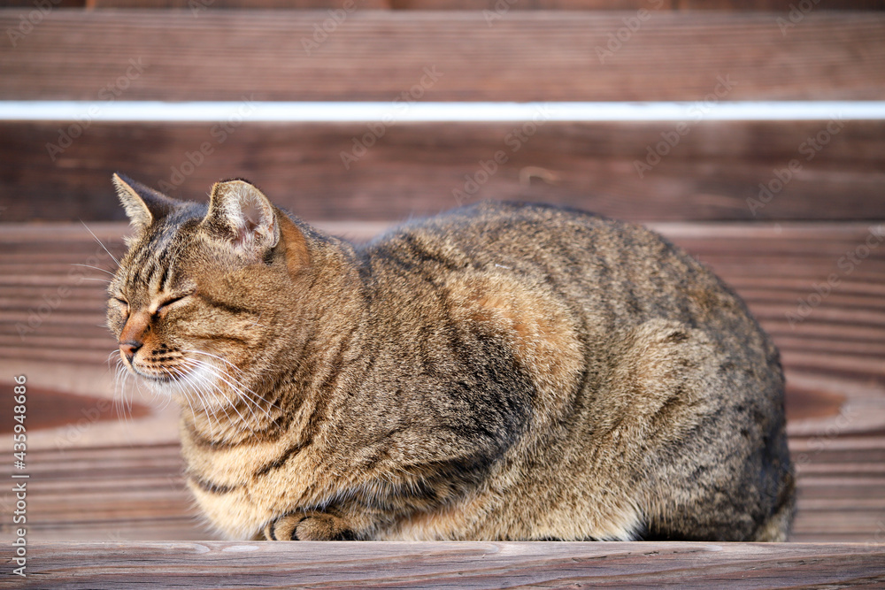 本満寺の猫