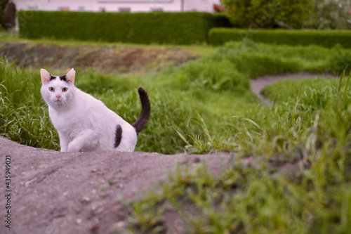 A white cat sitting on top of a grass covered field looking directly into the camera