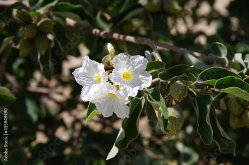 Close-up view of the white blossoms of an Anacahuita Mexican Olive Cordia boissieri tree photo