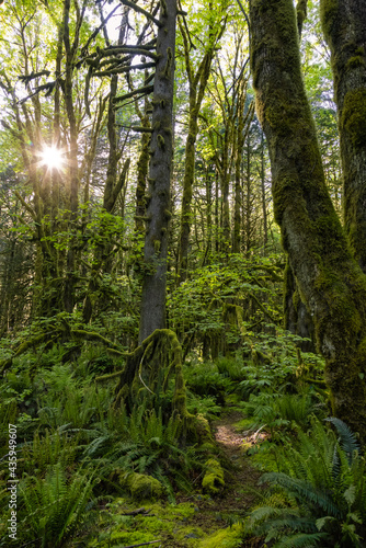 Canadian Rain Forest. Beautiful View of Fresh Green Trees in the Woods with Moss. Taken in Golden Ears Provincial Park, near Vancouver, British Columbia, Canada. Nature Background