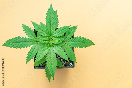 Fototapeta Potted Pot Plant with yellow peach Background and copy space