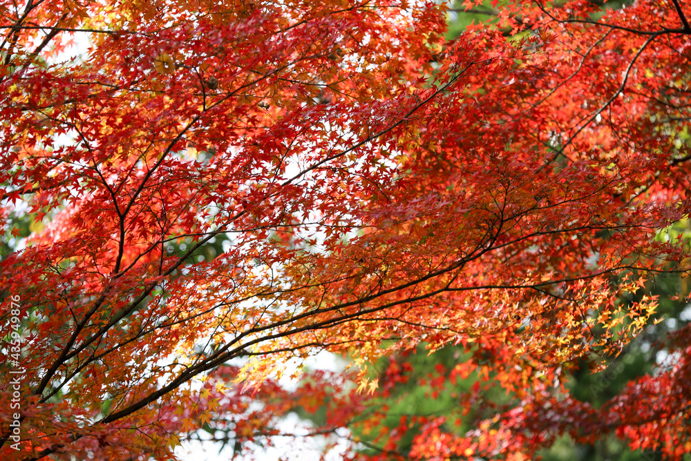 日本楓の紅葉