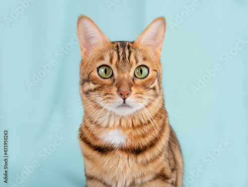 Pensive bengal cute cat with green eyes