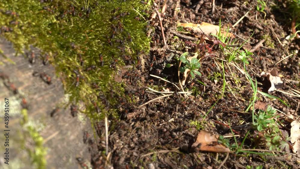 Ants crawling around on the ground and on a log covered in moss in the sunlight. In 4K Ants crawling around on the ground and on a log covered in moss in the sunlight. In 4K