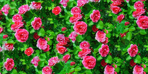 Pink sunny rose flowers in spring im Moscow botanical garden