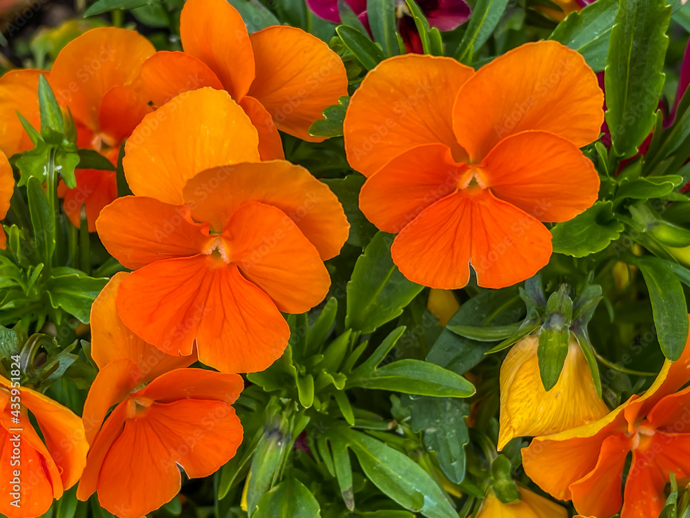 vibrant orange colored pansies flower heads in green leafs