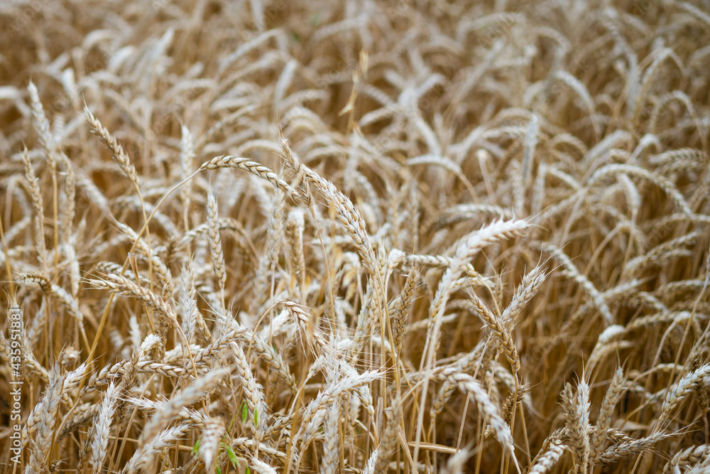 yellow wheat field beautiful spikelets close up, soft focus yellow wheat field beautiful spikelets close up, soft focus