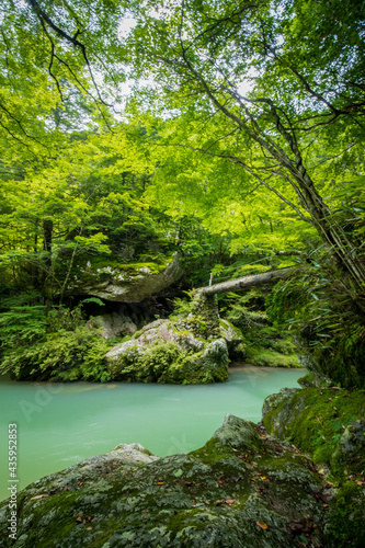 新緑の小田深山渓谷と橋（愛媛県喜多郡内子町）