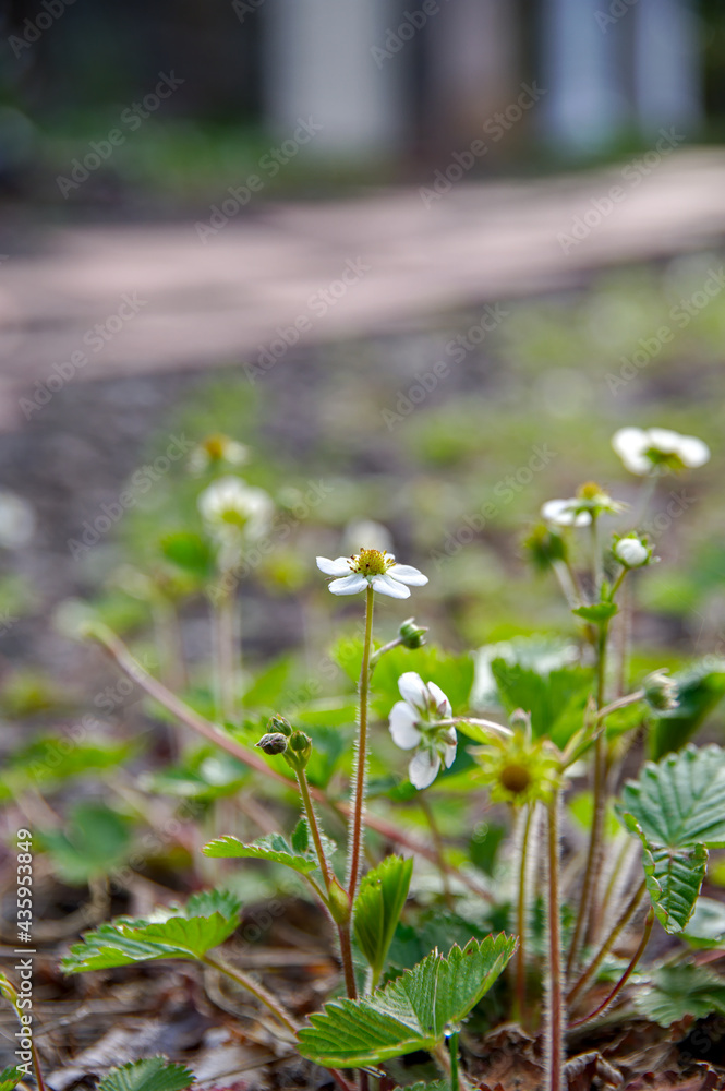 Obraz premium 晴れた日の庭に咲いた小さな白いキイチゴの花。