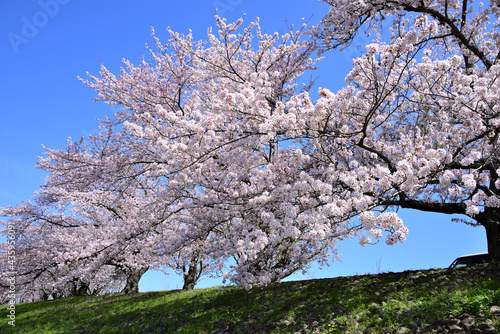 三重県伊勢市　宮川堤の桜