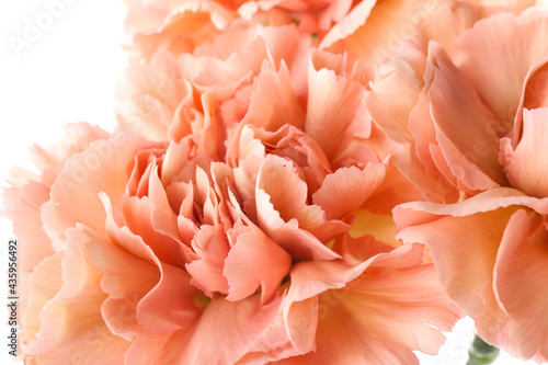 Beautiful carnation flowers on white background, closeup © Pixel-Shot