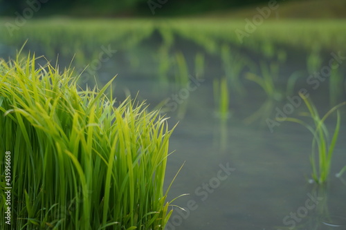 田植え