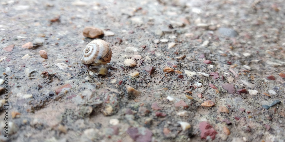 snail on the sands