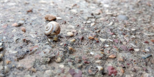 snail on the sands