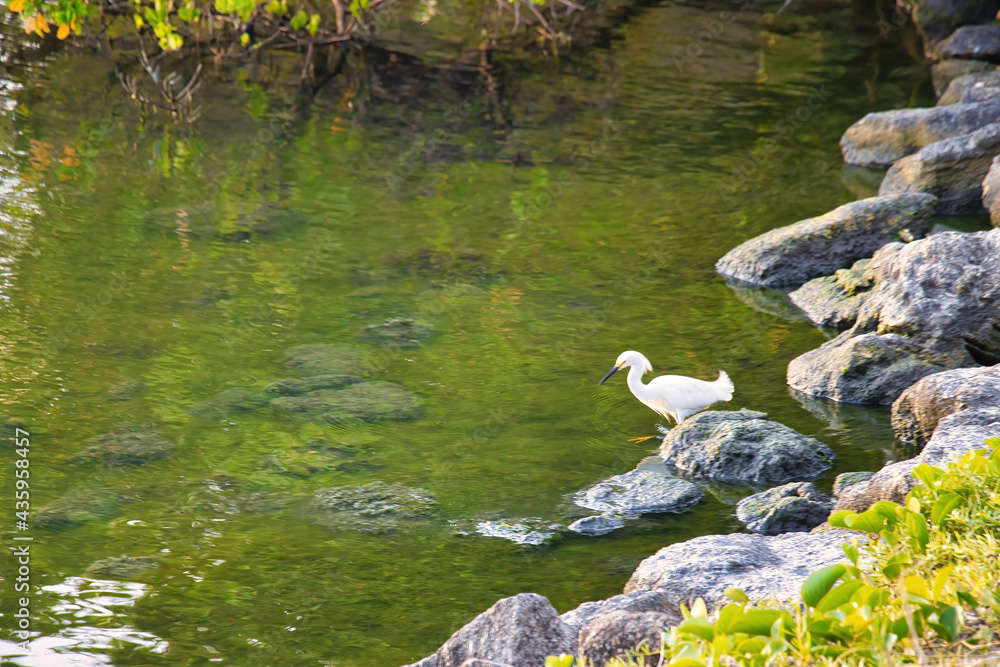 Obraz premium Birds in the Indian River in Indialantic Florida at sunset