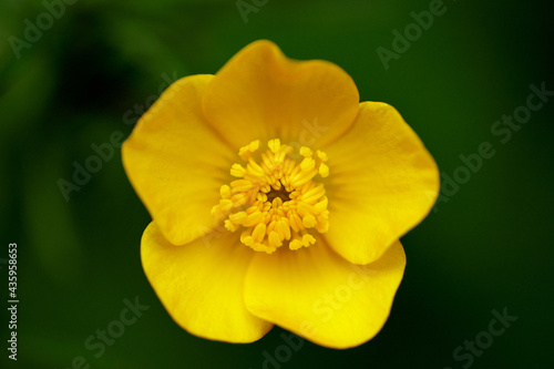 Closeup shot of a bright yellow buttercup flower