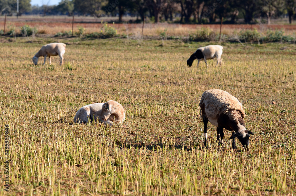 Fototapeta premium sheep in the field