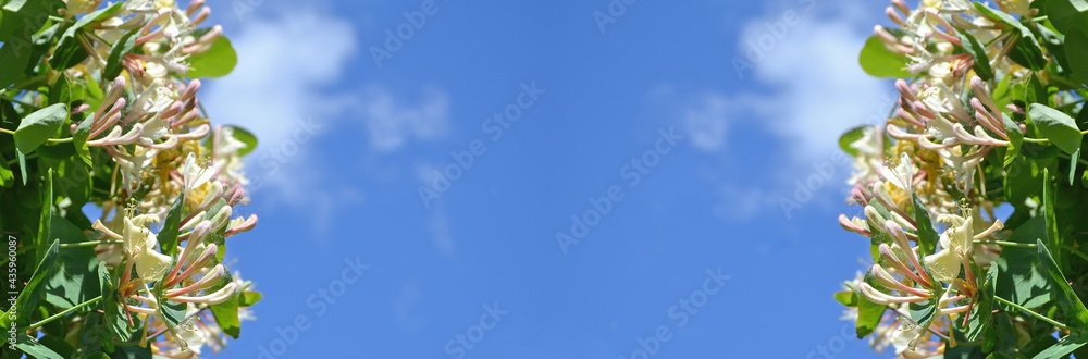 Floral panoramic spring or summer background. Beautiful blooming lianas against the blue sky. Place for your text. Floral panoramic spring or summer background. Beautiful blooming lianas against the blue sky. Place for your text.