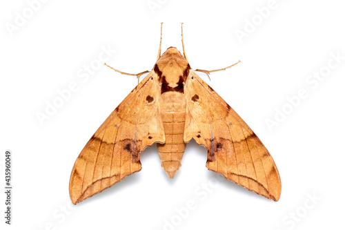 Image of brown moth (Ambulyx Iiturata) isolated on white background. Butterfly. Animal. Insect. photo