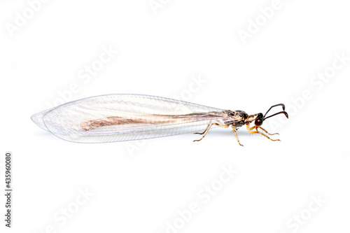 Image of antlions isolated on white background. Animal. Insect.