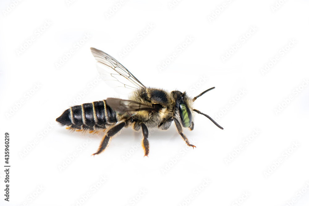Image of Eastern cucurbit bee or Long horned bee (Peponapis pruinosa) isolated on white background. Animal. Insect. Image of Eastern cucurbit bee or Long horned bee (Peponapis pruinosa) isolated on white background. Animal. Insect.
