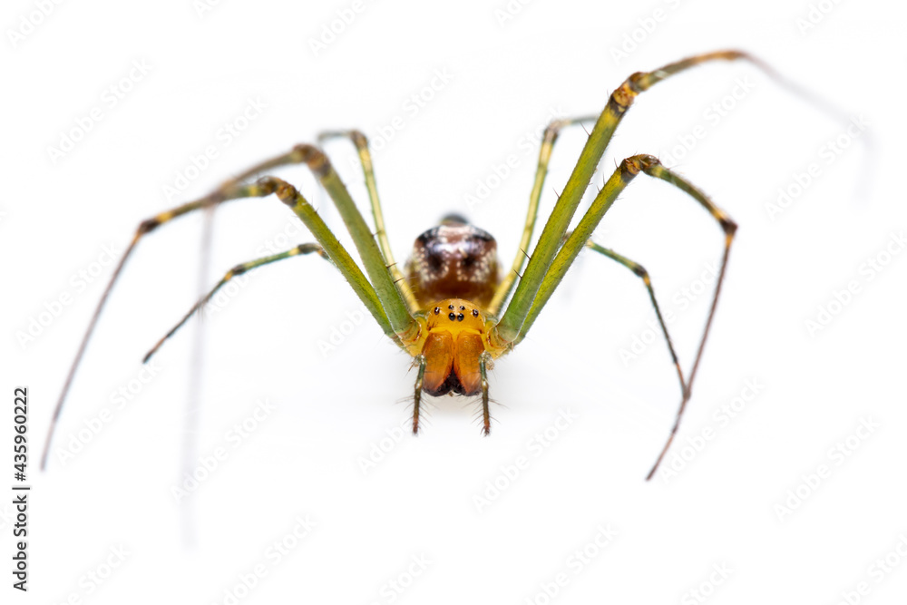 Image of Decorative Big-jawed Spider(Leucauge decorate) isolated on white background. Animal. Insect. Image of Decorative Big-jawed Spider(Leucauge decorate) isolated on white background. Animal. Insect.