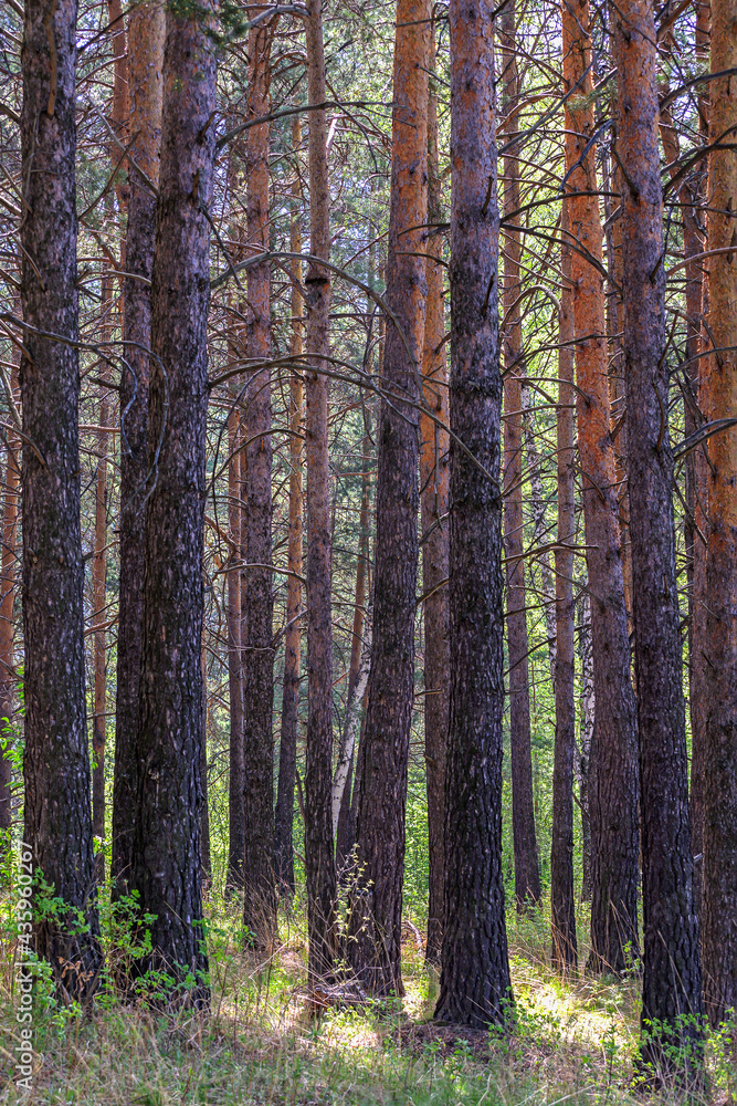 Obraz premium Pine trees on the edge of the forest close-up